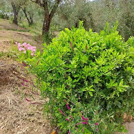 Evridiki Apartmán